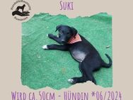 Suki - Rotenburg (Fulda)