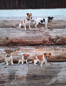 Wurfankündigung: Jack Russel Terrier Welpen - Dietersburg