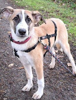 "Azra" besonders hübsche Mischlings-Junghündin sucht ein Zuhause - Rethem (Aller) Zentrum