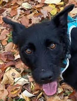 Korn liebt Menschen wirklich über alles - Dittelbrunn