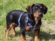 Amy -kleines kuschliges Körbchen gesucht - Elmshorn
