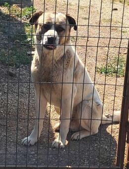 Jambor, freundlicher Herdenschutz Mix - Remagen