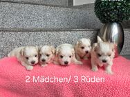 Bildhübschen Malteser Babys/ Chip - Simbach