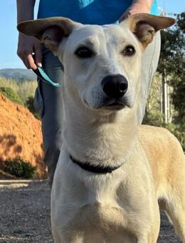 Tanjo sucht eine Familie! - Althütte