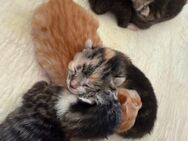 <3 Kleine Herzensbrecher (Kitten) suchen ein Zuhause <3 - Raddestorf
