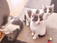 Kitten suchen neue Zuhause - Germering