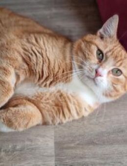KENO - geb. ca. 2017 - FIV positiv - Eibenstock