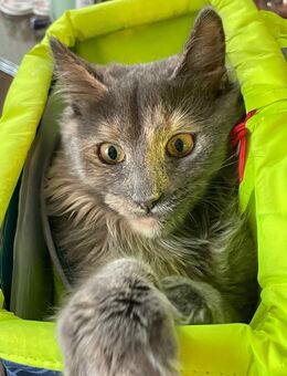 Katze abzugeben. - Rostock