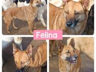 Hündin Felina sucht ihre Menschen - Neuhausen (Fildern)