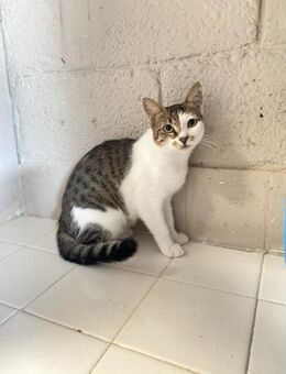 Koukou aus dem Tierschutz - Grevenbroich