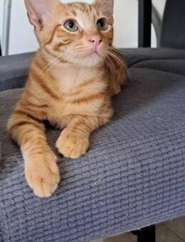 Max 🐾 MAXimal kuschelig - Kirchheim (München)