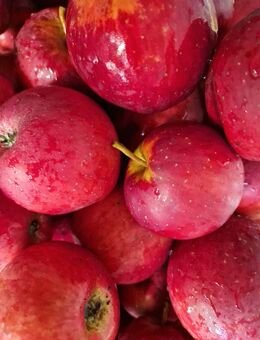 Bio Apfel Prurpurroter Cousinot allergiker-freundlich - Berlin Lichtenberg