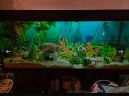 6 Axolotls suchen ein neues Zuhause! - Schweinfurt