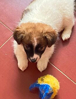 Welpe Jack Russel/ Border Terrier Mic - Bad Salzuflen Ehrsen-Breden