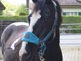 Hol dein Pferd aus dem Ausland in 8408