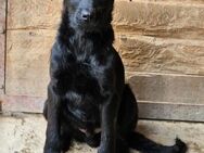 RM 71 ist ein sanfter Bub - Elsdorf (Nordrhein-Westfalen)