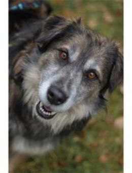 Linga - wartet in 96369 Weißenbrunn - Oberwies