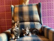 Wunderschöne Maine-Coon Kitten - Rot (See)