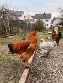 Reinrassiger Brahma Hahn in 56346