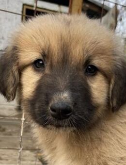 Goku, geb. ca. 08/2022, Griechenland - Markdorf