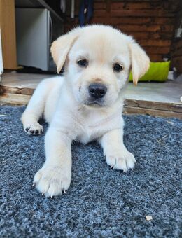 Labrador-Husky Welpen - Mönchengladbach