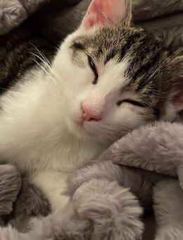 12 Wochen alter Kater - Rödental