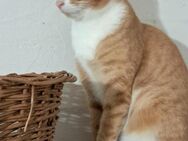 🐾 Charmanter Kater Oreo 🐾 - Eislingen (Fils)