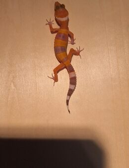 Hübsche Tremper/Patternless Leopardgecko NZ25 - Langenfeld (Rheinland)