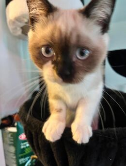 Süße Point Katze - Berlin Marzahn-Hellersdorf