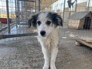 Balto kleiner Welpe, große Träume - Eixen