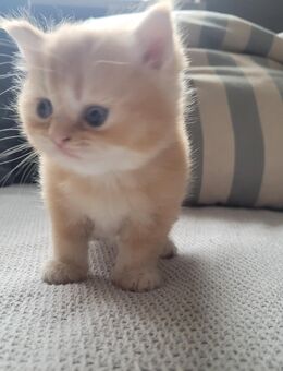 Bkh Kitten - Ludwigshafen (Rhein)