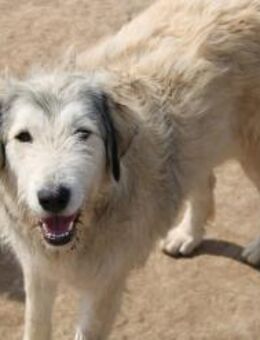 Sonnenschein Solea sucht dich - Celle