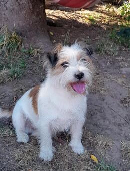 Neu: Südafrikanischer Rauhaar Jack Russell Deckrüde mit Ahnentafel - Sinntal