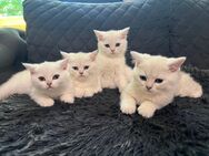 Kitten Britisch Kurzhaar - Berlin