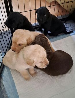 Reinrassige Labradorwelpen blonder Prinz - Rietz-Neuendorf