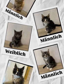 Reinrassige Main-Coon Baby Katzen - Wetzlar