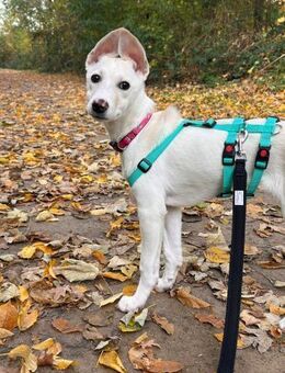 Viktoria, wartet in Bottrop - Linden (Hessen)