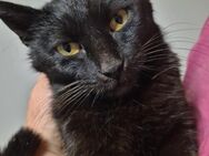 Kleine verschmuste Katzenlady 1 Jahr - Stelle