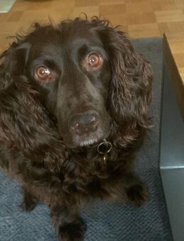 Moka sucht Herzensmenschen - Herxheim (Landau)