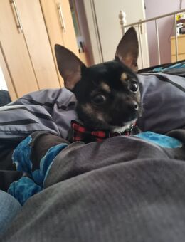 Chihuahua - Leipzig