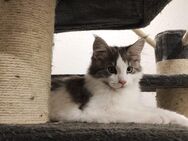 Maine Coon Kitten - Neustadt (Vogtland)