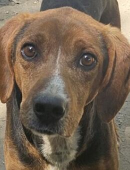 Gavin, geb. ca. 05/2022, GRIECHENLAND - Euskirchen