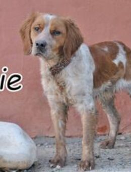 Benjie sucht sein eigenes Zuhause 🎁 - Essingen (Rheinland-Pfalz)