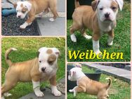 Oeb-Bulli-Mix Welpen *Abgabebereit* Nur noch 1 Weibchen - Schlotheim