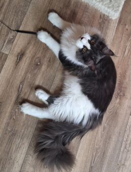 mainecoon - Tauberbischofsheim