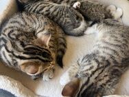 Kater und Katze - Frechen Zentrum