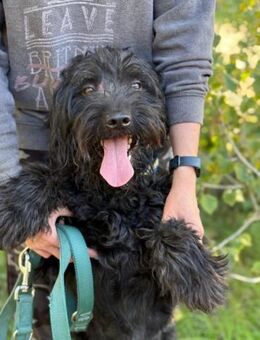 Bojti, Riesenschnauzer-Mix (geb. 08/2015 - Pegnitz