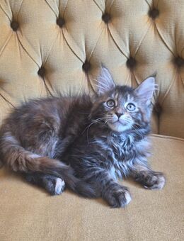 dreifarbige Maine-Coon-Prinzessin sucht liebevolles Zuhause - Wetterzeube