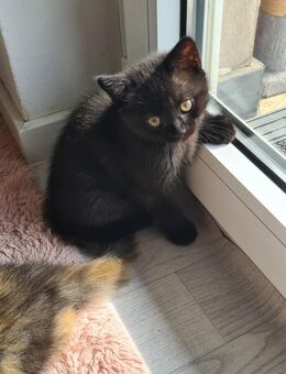 Britisch Kurzhaar Kitten suchen liebevolles Zuhause - Heddesheim