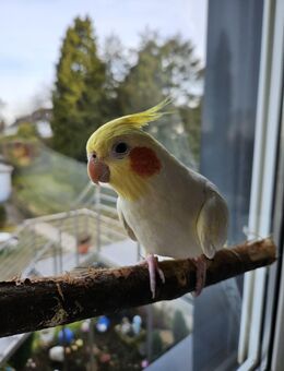 Vogel Entflogen (FINDERLOHN) - Dortmund Aplerbeck